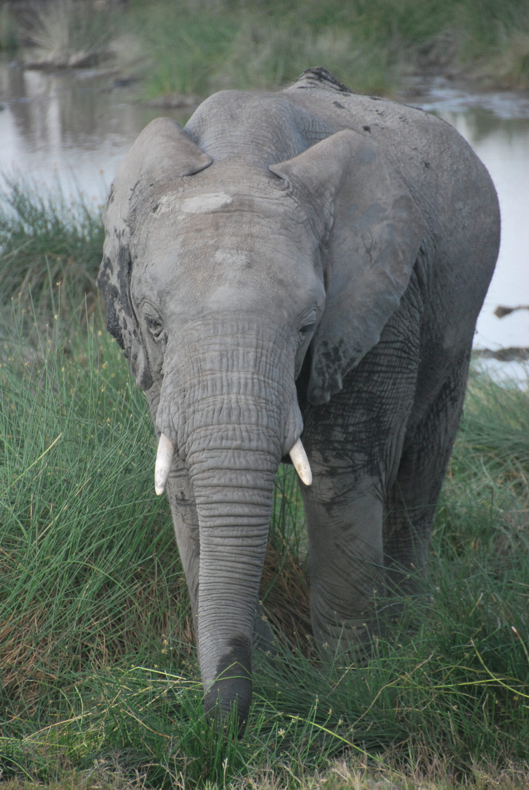 Puerta tallada en Stone Town, Zanzíbar