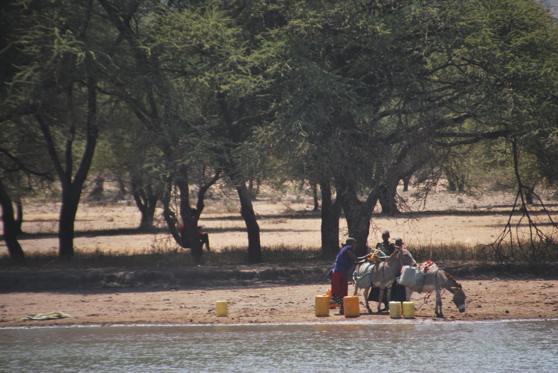 Vida salvaje, Tanzania