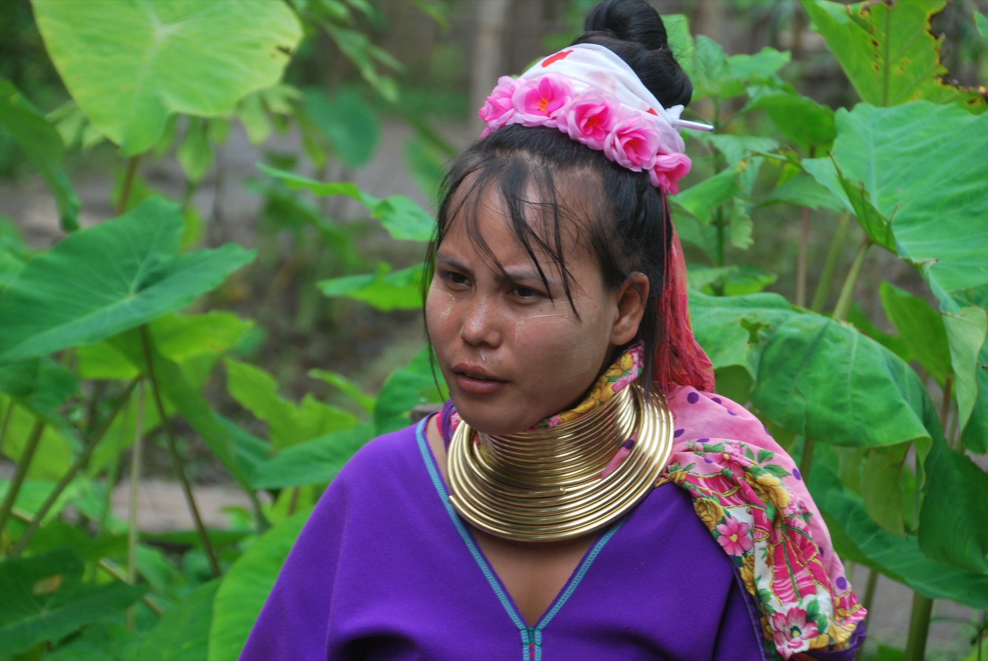 Northern Thailand jungle landscape Chiang Rai province