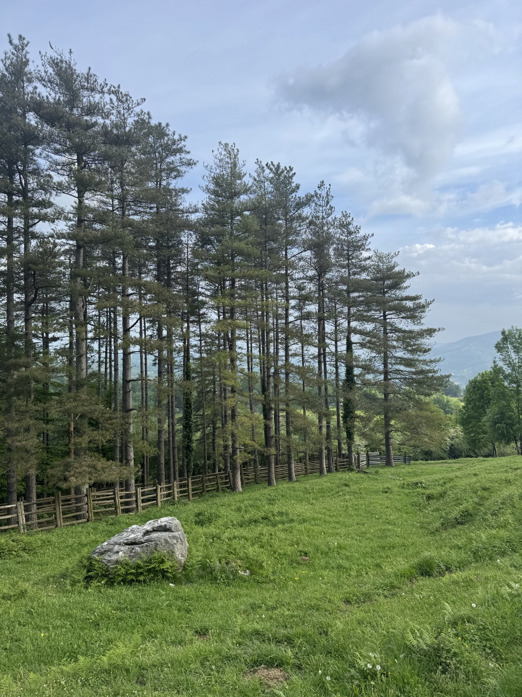 Bosque de hayas centenarias en el camino de subida al Txindoki con dolmen prehistórico