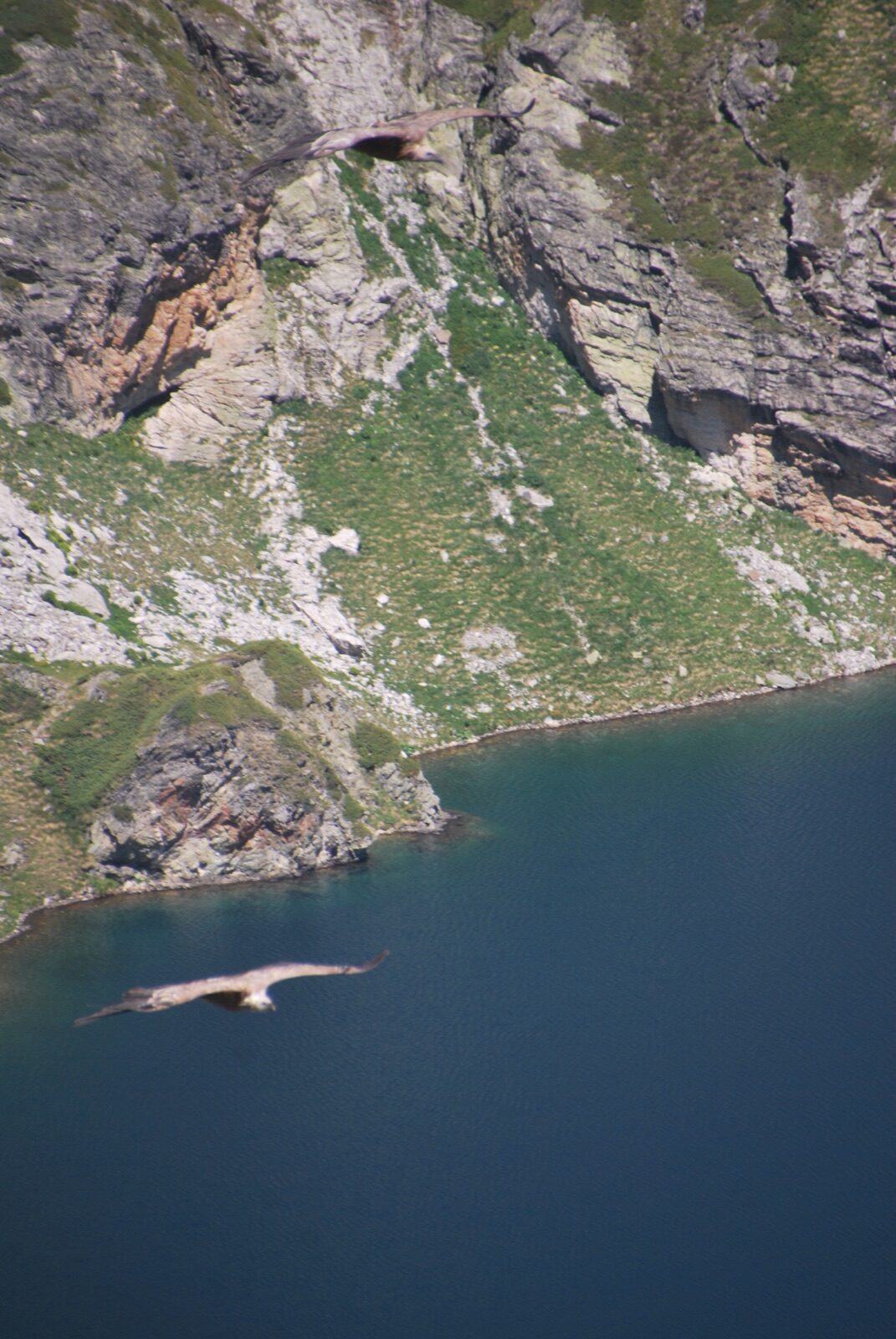 Dos buitres leonados planeando sobre el agua oscura y las paredes rocosas de un lago glaciar de Rila