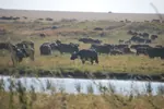 tanzania-bufalos-manada-150w
