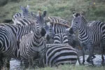 tanzania-cebras-agua-150w