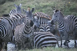 tanzania-cebras-agua-300w
