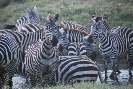 tanzania-cebras-agua-450w