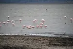 tanzania-flamencos-orilla-150w