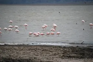 tanzania-flamencos-orilla-300w
