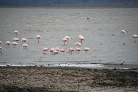 tanzania-flamencos-orilla-450w