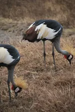tanzania-grullas-coronadas-150w