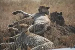 tanzania-guepardos-reposo-150w