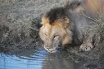 tanzania-leon-bebiendo-150w