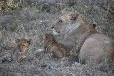 tanzania-leona-cachorros-400w