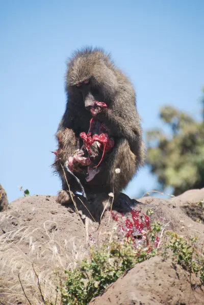 Babuino sentado sobre unas rocas, comiendo
