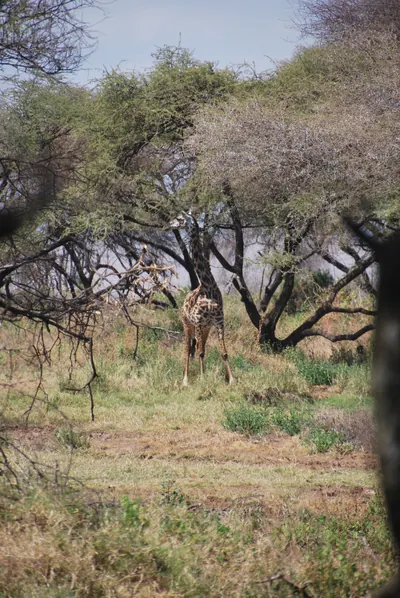 Una jirafa entre las acacias