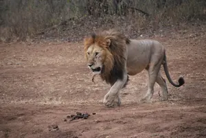 León macho caminando por un claro de tierra seca