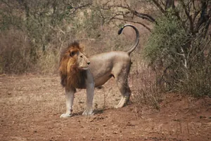 León macho de pie y de perfil, con la cola levantada, sobre un claro de tierra roja