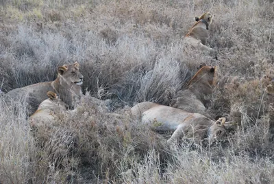 Leones descansando entre la hierba seca de la sabana