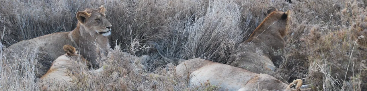 Leones descansando entre la hierba seca de la sabana